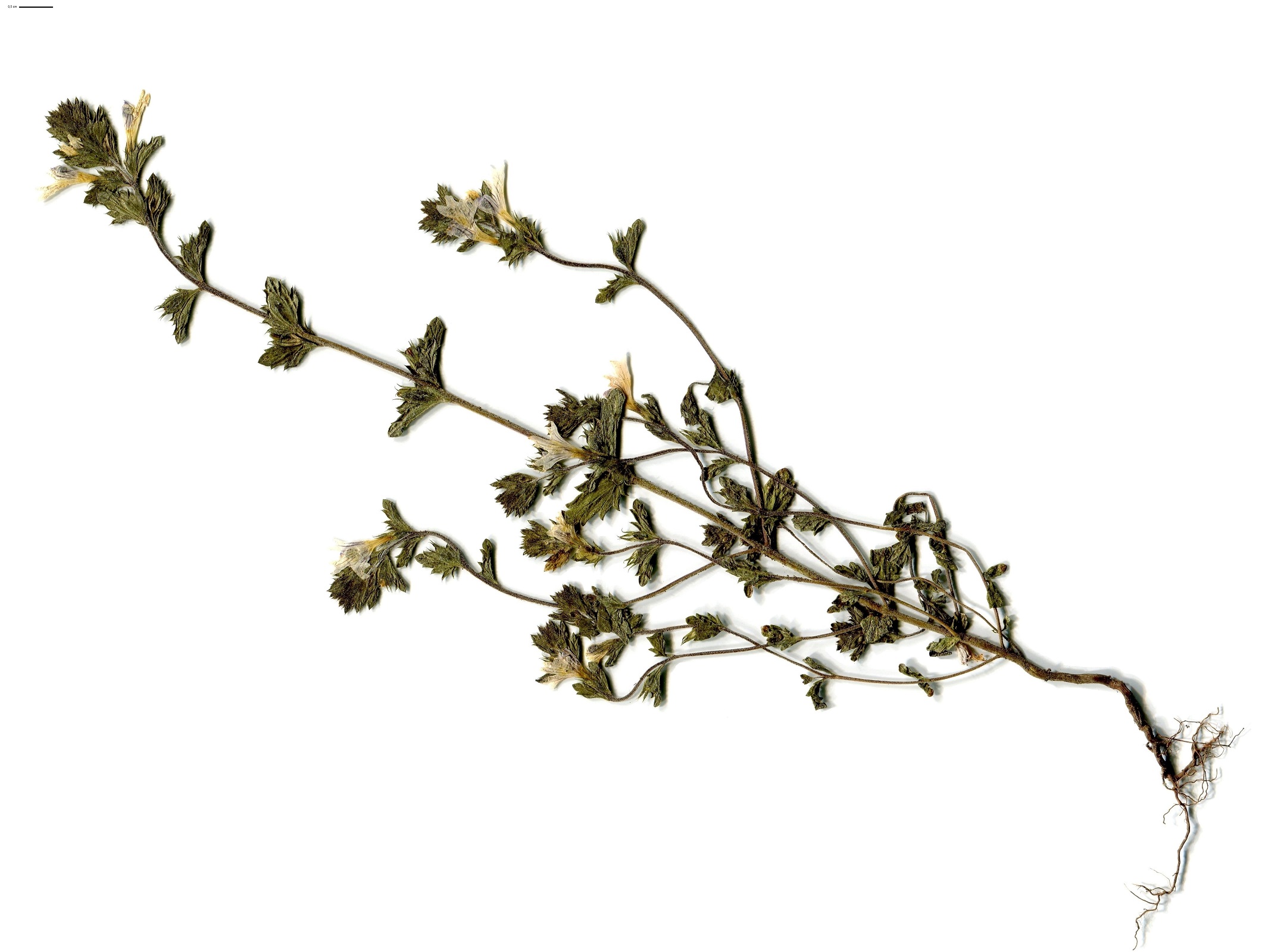 Euphrasia officinalis subsp. rostkoviana (Orobanchaceae)